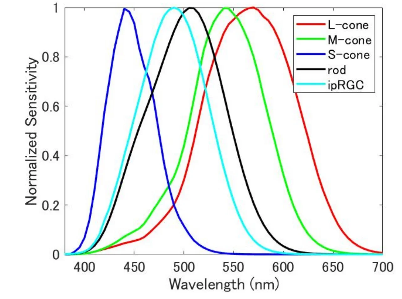 ipRGC 的光谱响应