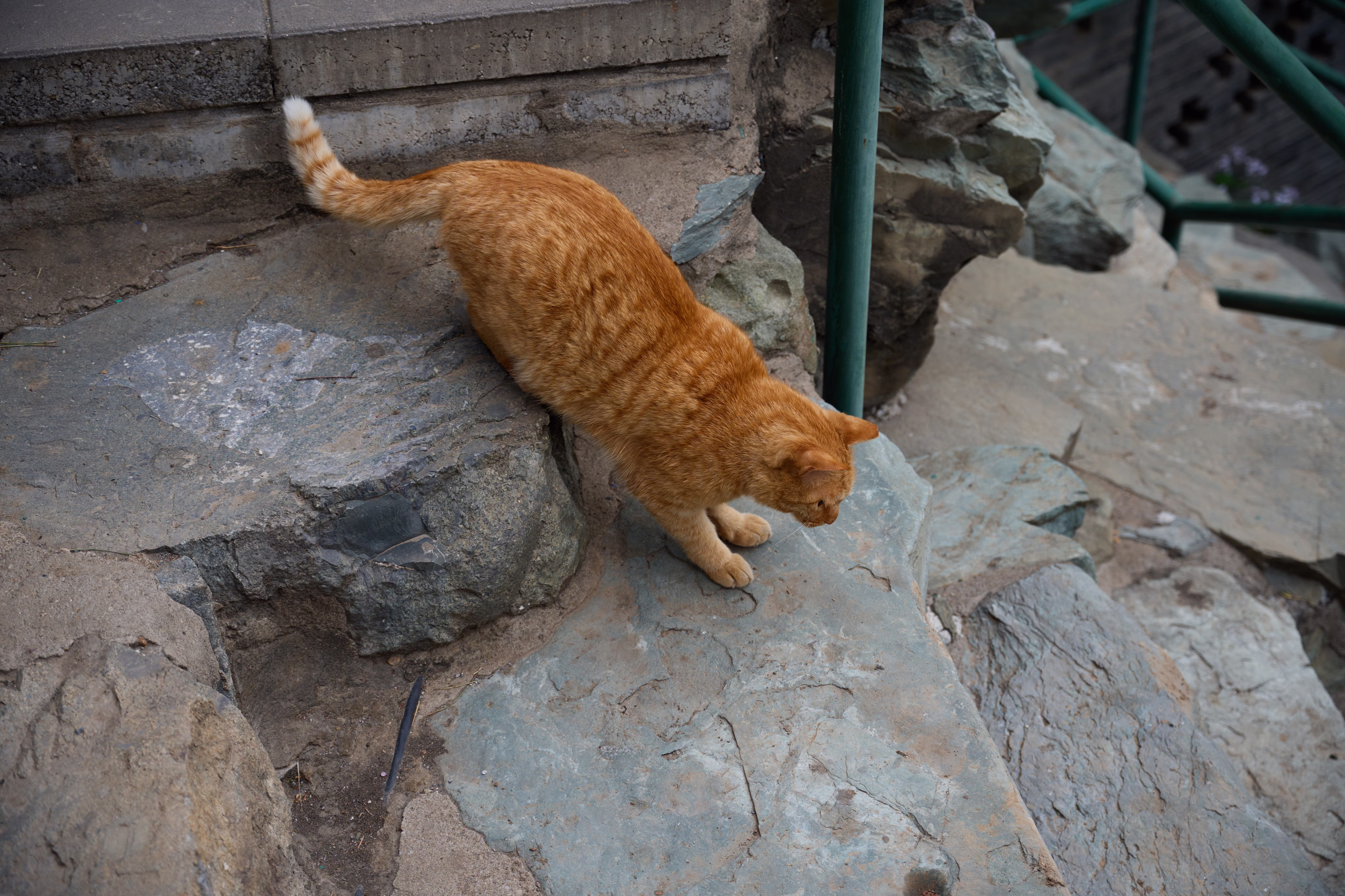 Cat on Jingshan
